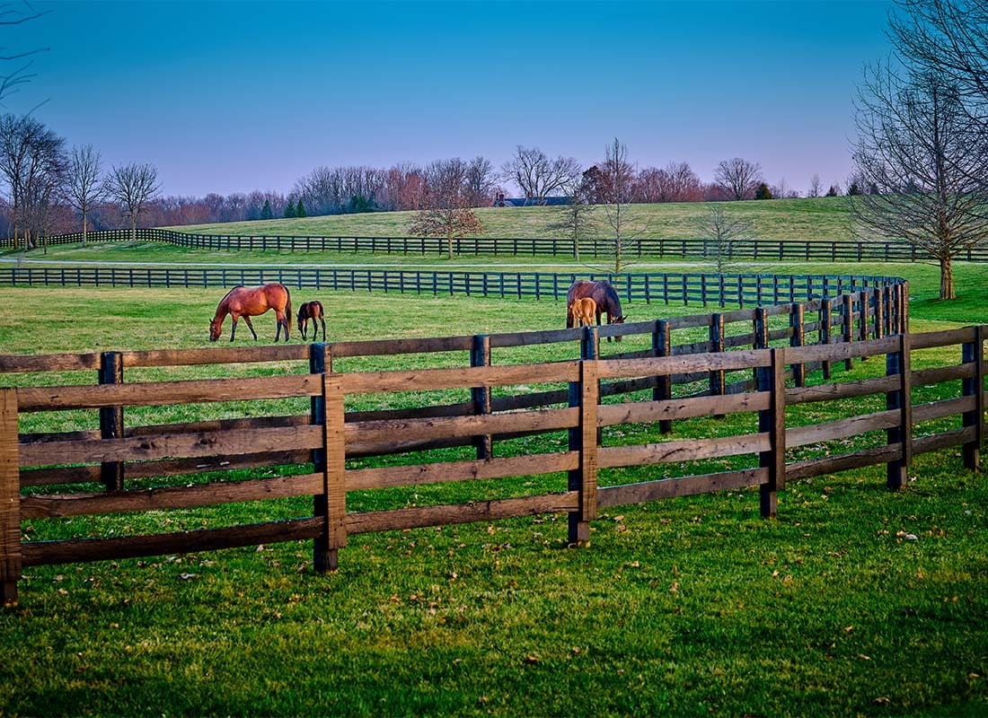 We Are Independent - View of Horses Grazing on Green Grass on a Farm in Rural Kentucky on a Sunny Day